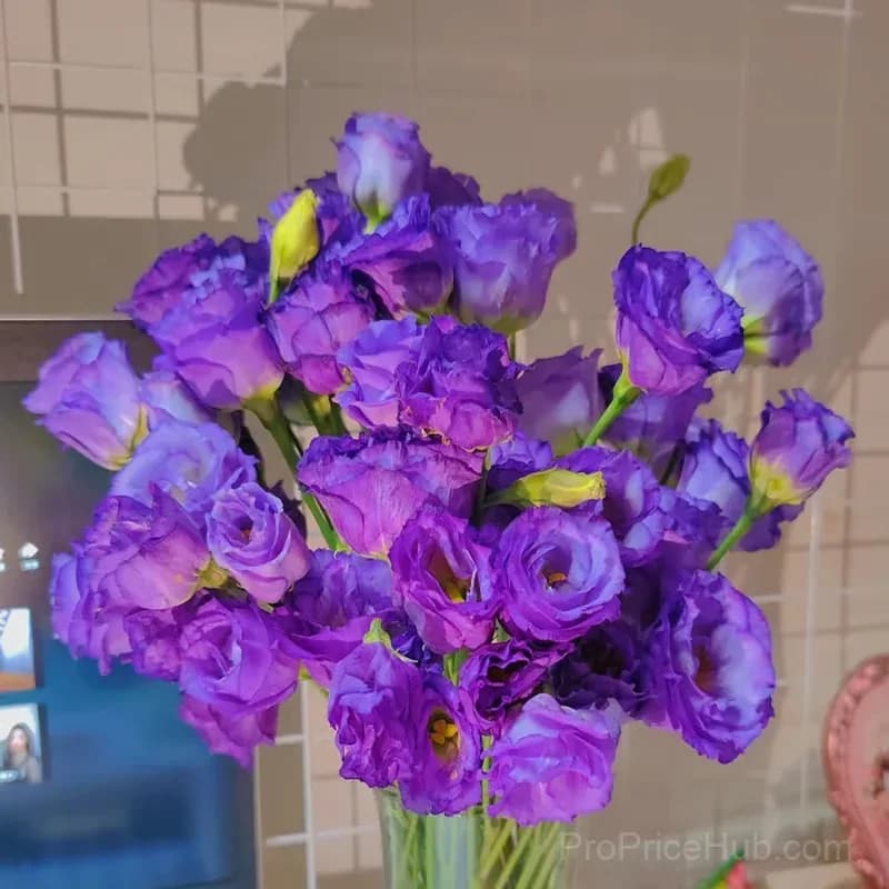 50 Mixed Color Lisianthus Seeds with 12-Day Germination - View 15