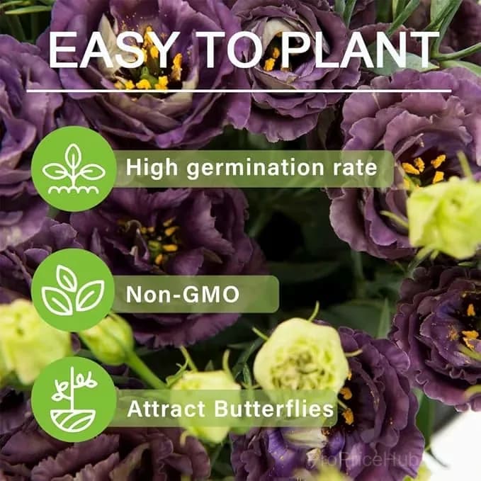 50 Mixed Color Lisianthus Seeds with 12-Day Germination - View 2
