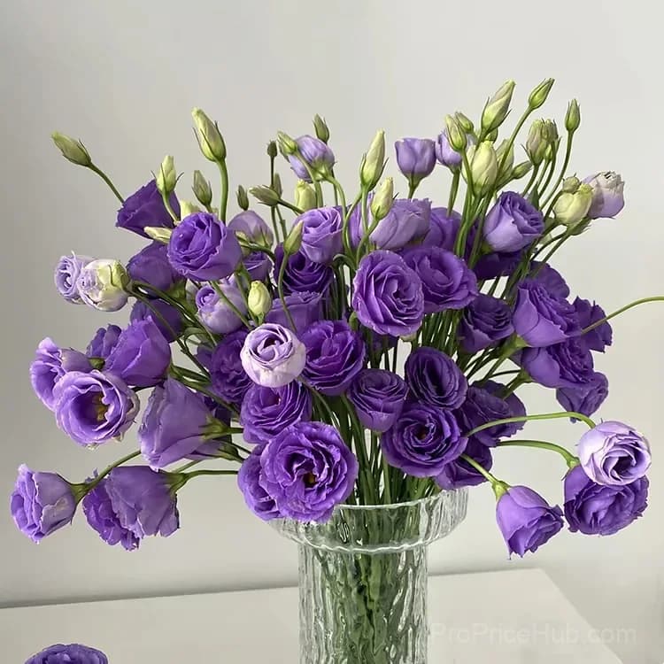 50 Mixed Color Lisianthus Seeds with 12-Day Germination - View 39