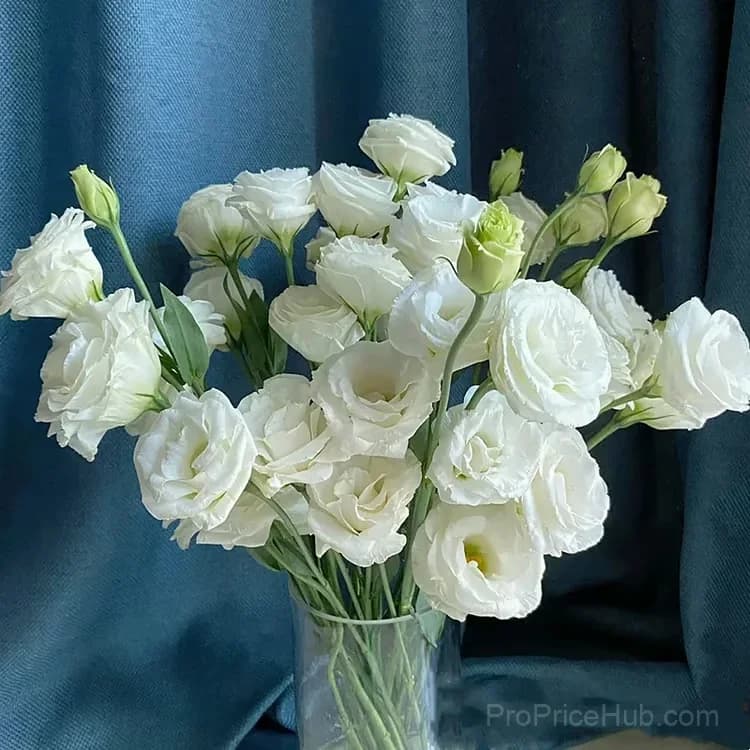 50 Mixed Color Lisianthus Seeds with 12-Day Germination - View 42
