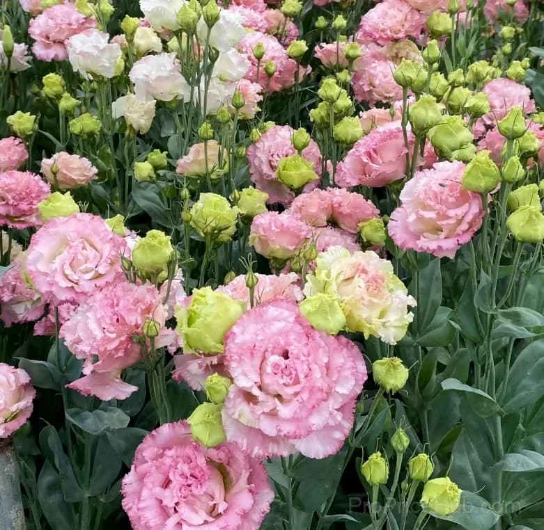 50 Mixed Color Lisianthus Seeds with 12-Day Germination - View 32