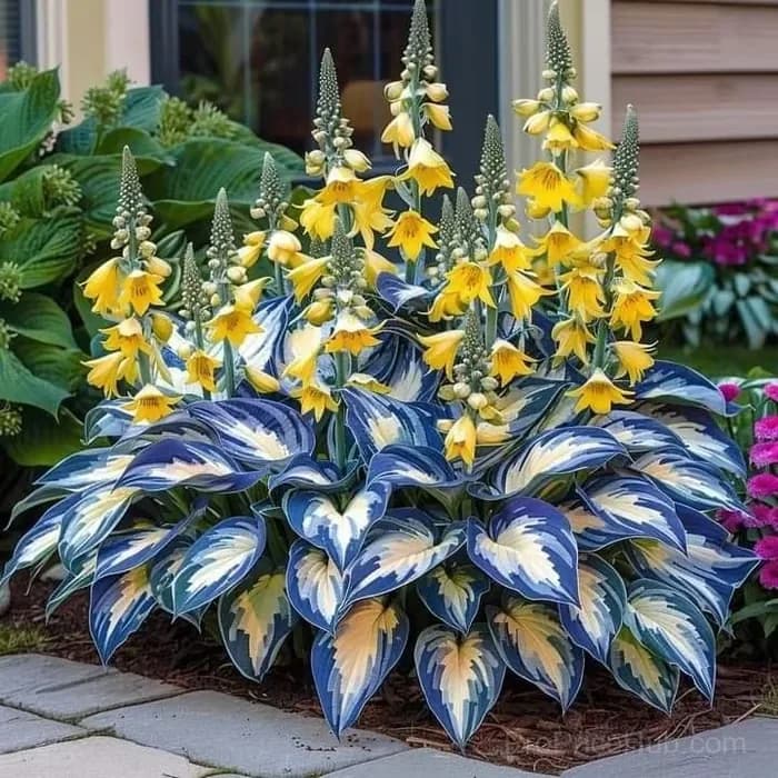 Turn Dead Corners Into a Lush Garden Paradise – Shade-Tolerant Seeds - View 12