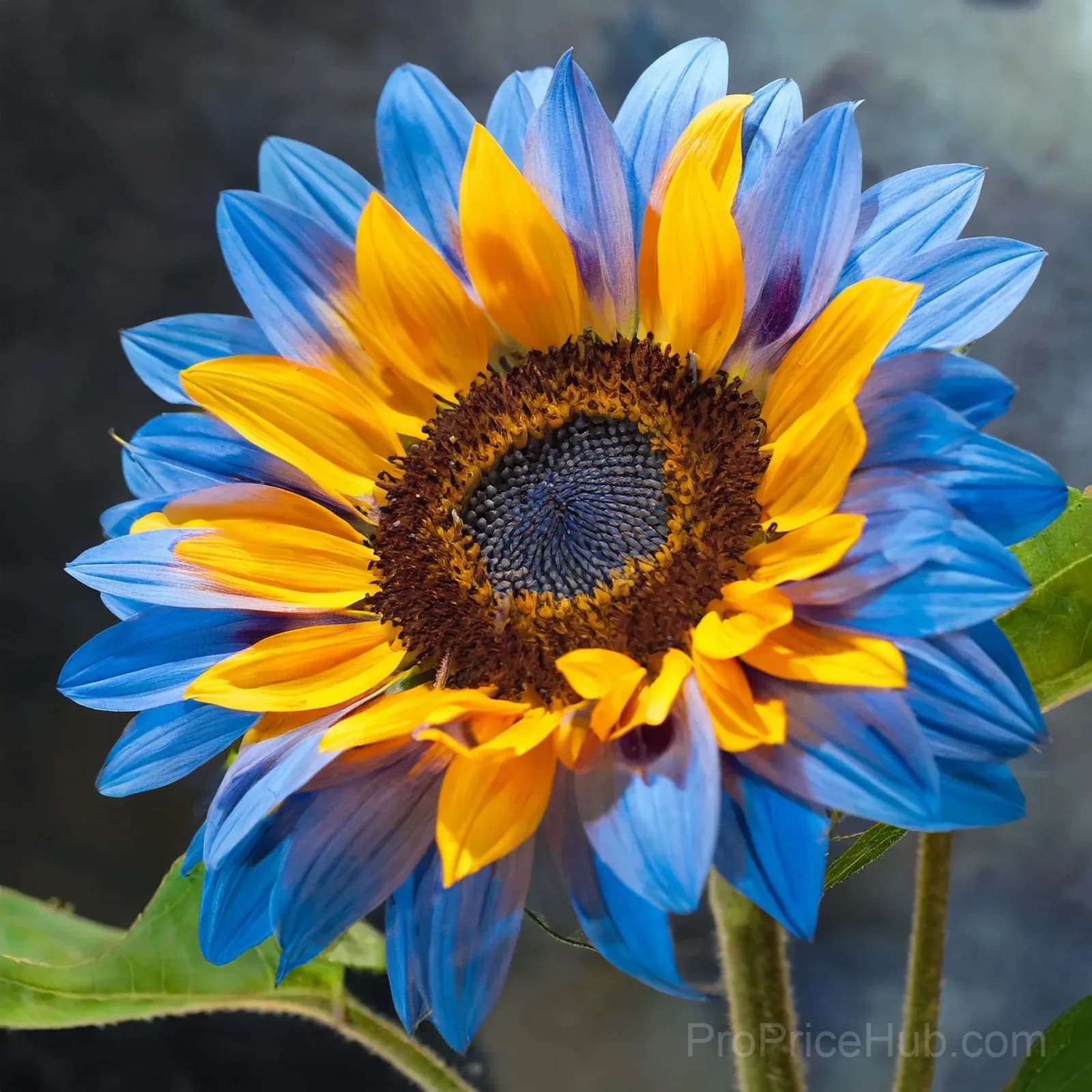 Midnight Blaze Sunflower Seeds - View 4