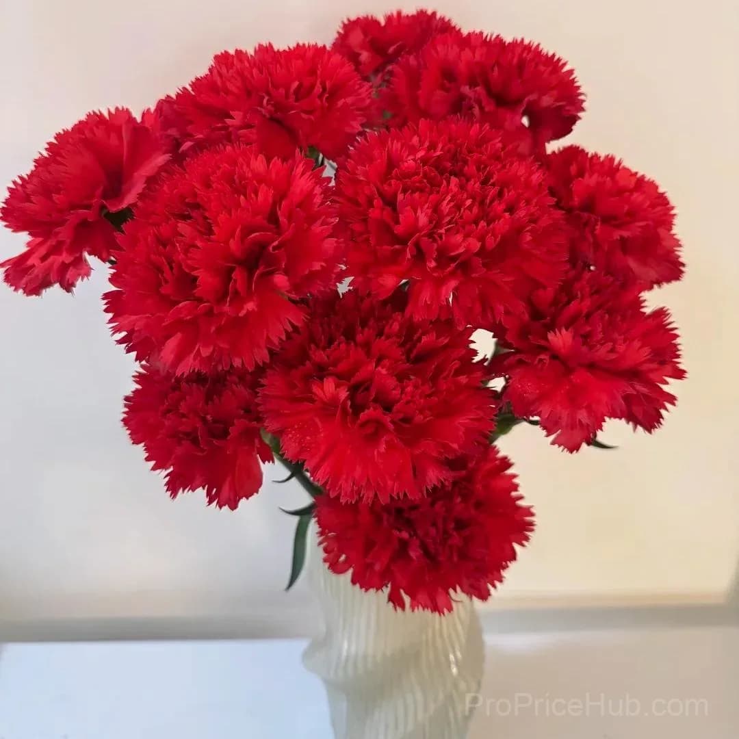 Premium Carnation Seeds - View 10