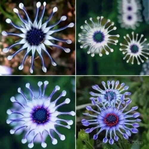 20 Rare Blue Daisy Flower Seeds for Garden Planting - View 2
