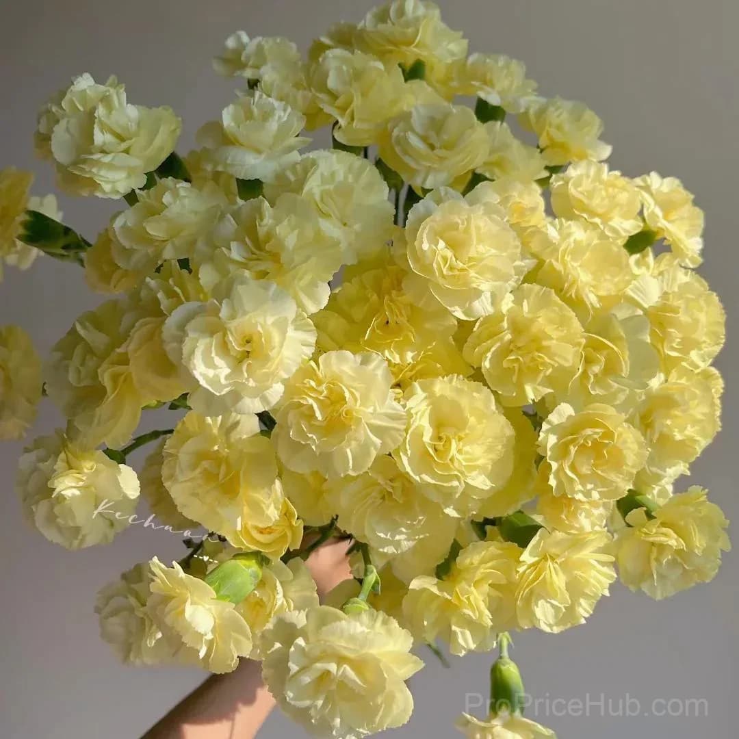 Premium Carnation Seeds - View 12