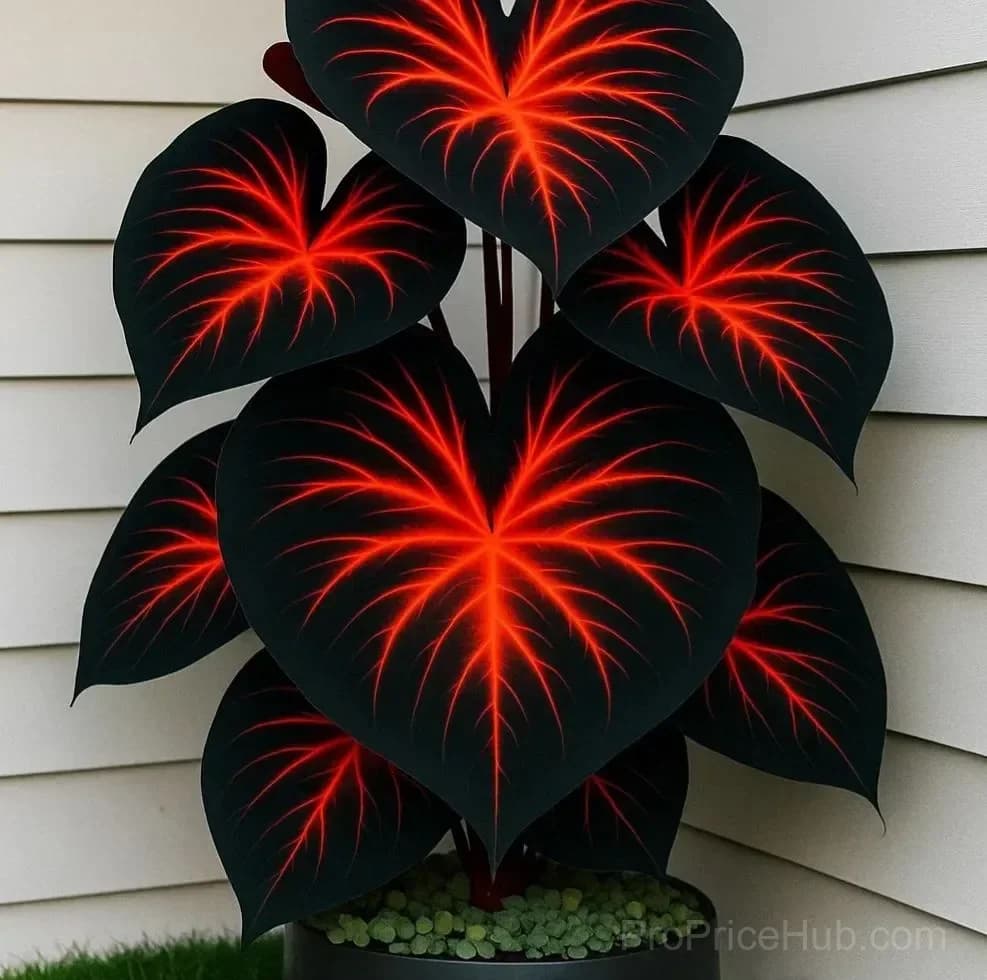 Rare Giant Multi-Color Caladium Bulbs – Tropical Leaves, Easy to Grow - View 2