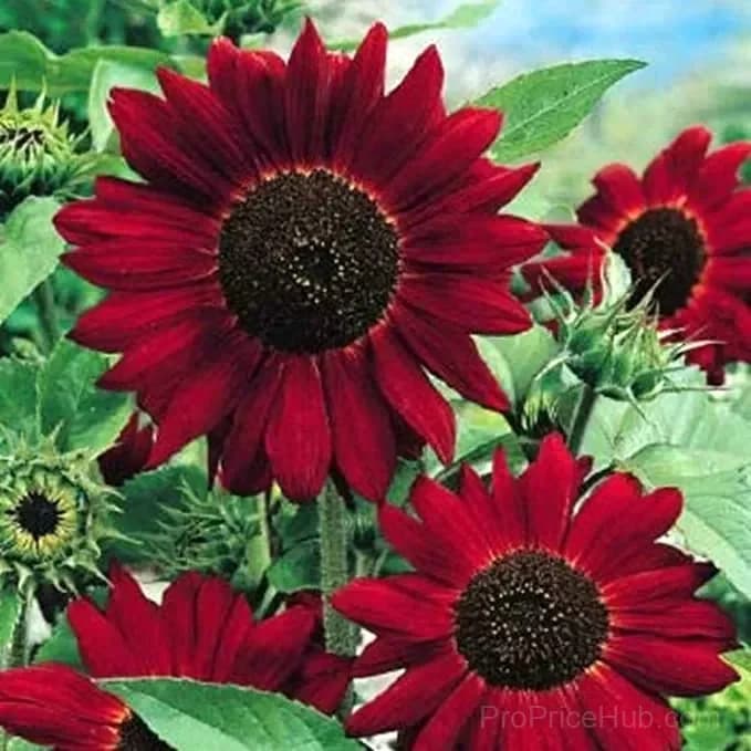 Red Wave Hybrid Sunflower Seeds - View 1