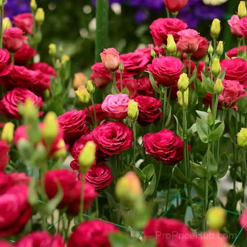 50 Mixed Color Lisianthus Seeds with 12-Day Germination - View 22