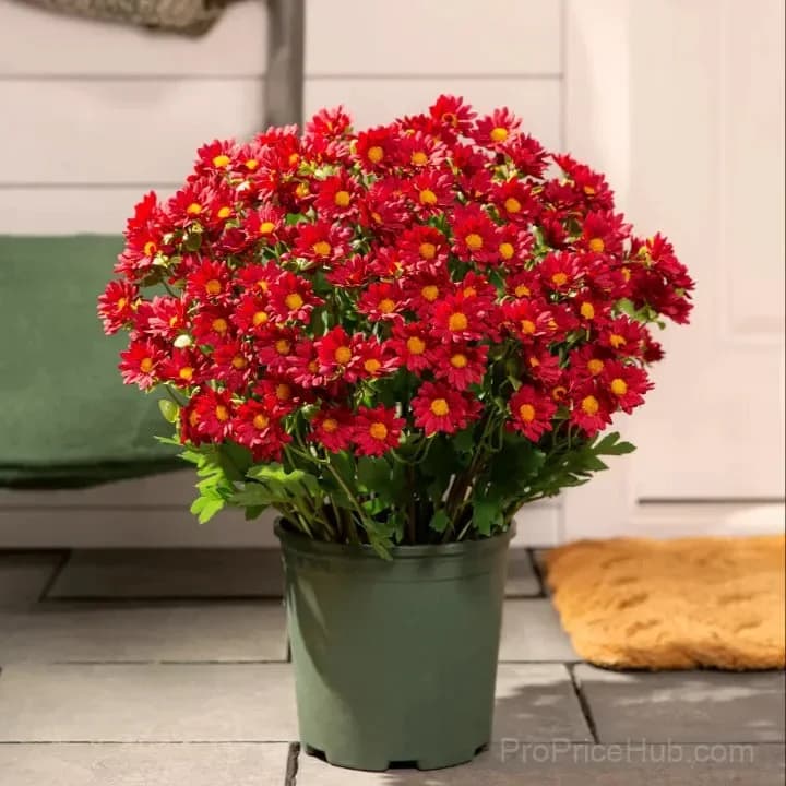 Artificial Outdoor Sunset Mums – UV-Resistant & Weatherproof - View 8