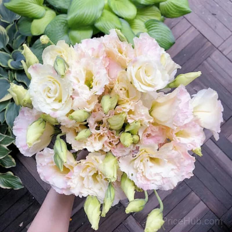 50 Mixed Color Lisianthus Seeds with 12-Day Germination - View 37