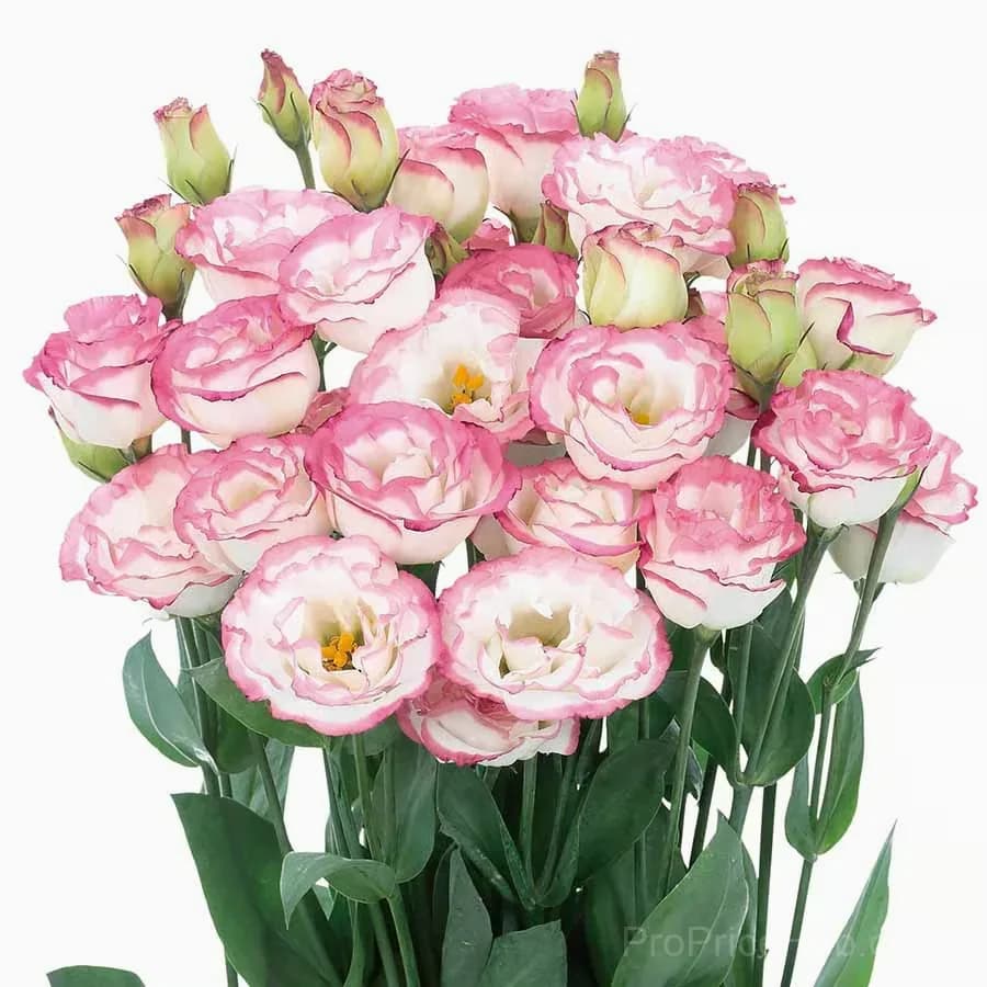 50 Mixed Color Lisianthus Seeds with 12-Day Germination - View 29