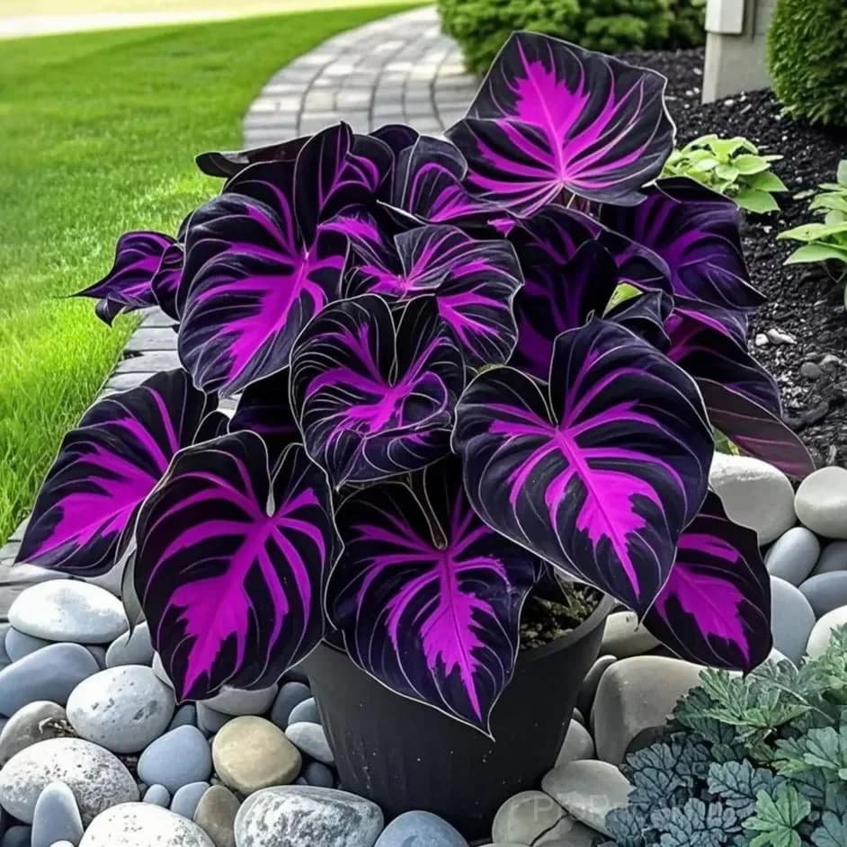Twilight Potted Alocasia Bulbs - Indoor Plant Bulbs for Growing - View 1