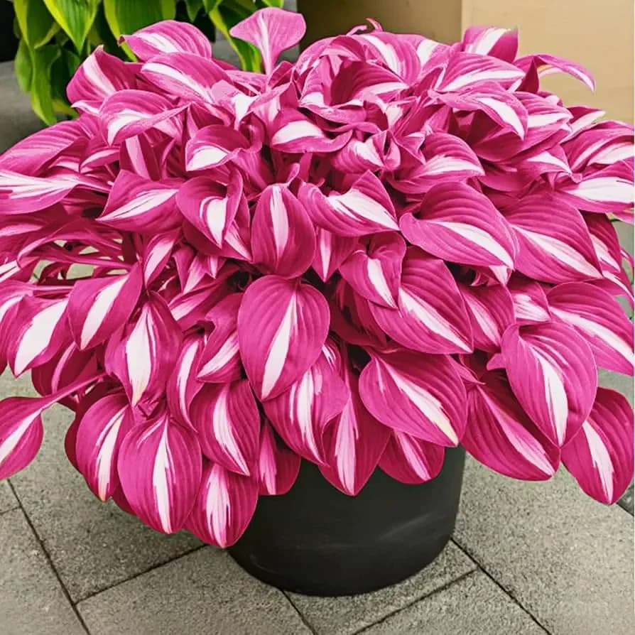 Premium Hosta Seeds for Shade Garden Planting - View 4