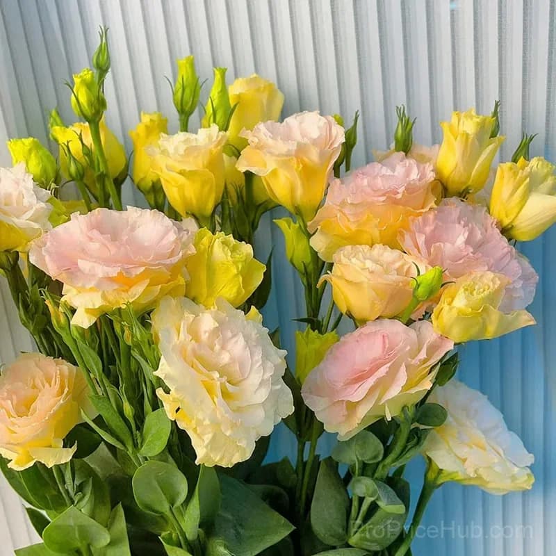 50 Mixed Color Lisianthus Seeds with 12-Day Germination - View 17