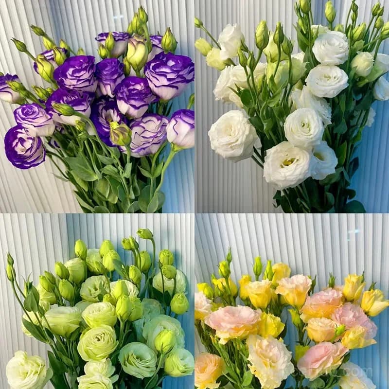 50 Mixed Color Lisianthus Seeds with 12-Day Germination - View 19