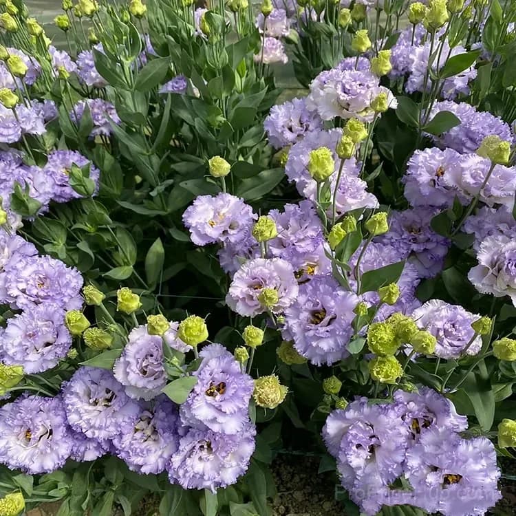 50 Mixed Color Lisianthus Seeds with 12-Day Germination - View 41
