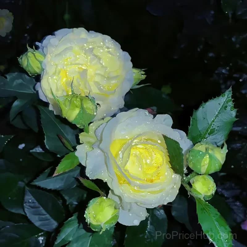 50 Mixed Color Lisianthus Seeds with 12-Day Germination - View 7