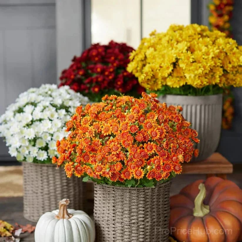 Artificial Outdoor Sunset Mums – UV-Resistant & Weatherproof - View 13