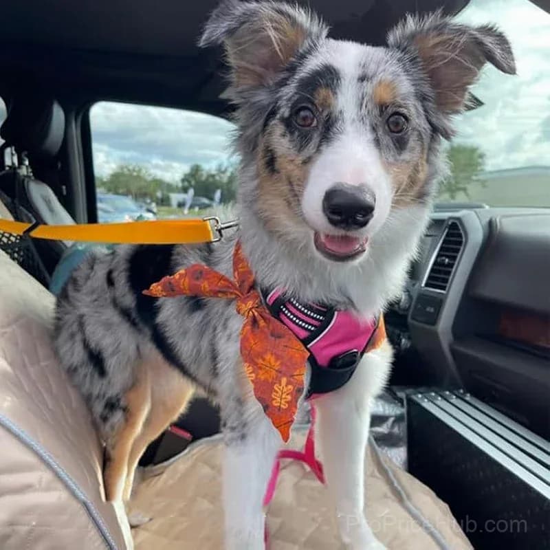 2-in-1 Dog Car Seat Belt & Walking Leash - View 9