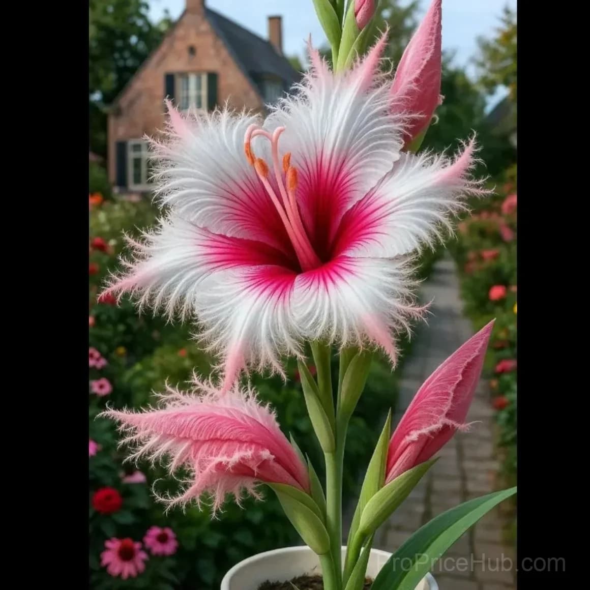 Rare Feather-Edged Lily Bulbs – Pink & White Blooms, Easy to Grow - View 1