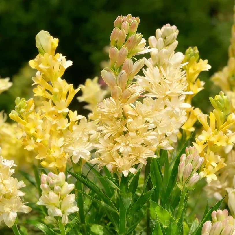 Double Perfume Tuberose Bulbs - Moon Garden Flower - View 15