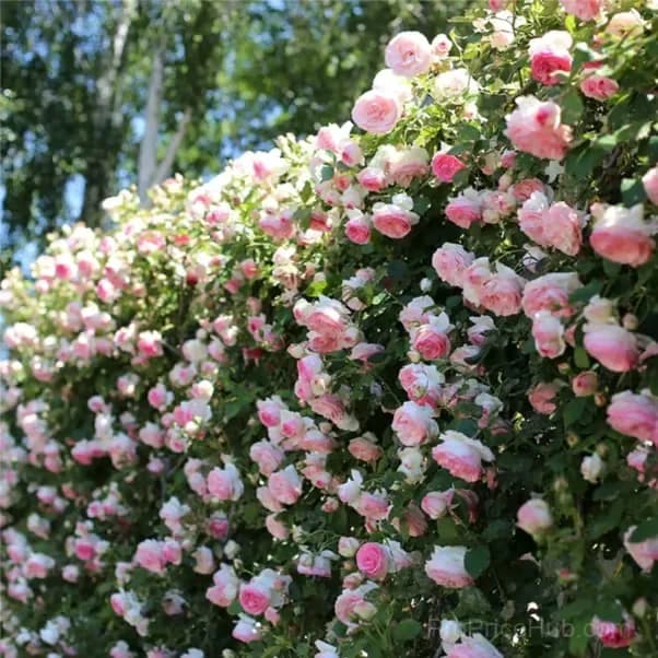 255 Mixed Color Climbing Rose Vine Seeds - View 3