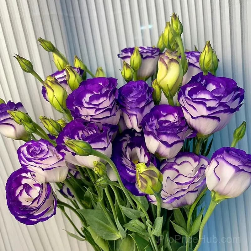 50 Mixed Color Lisianthus Seeds with 12-Day Germination - View 11