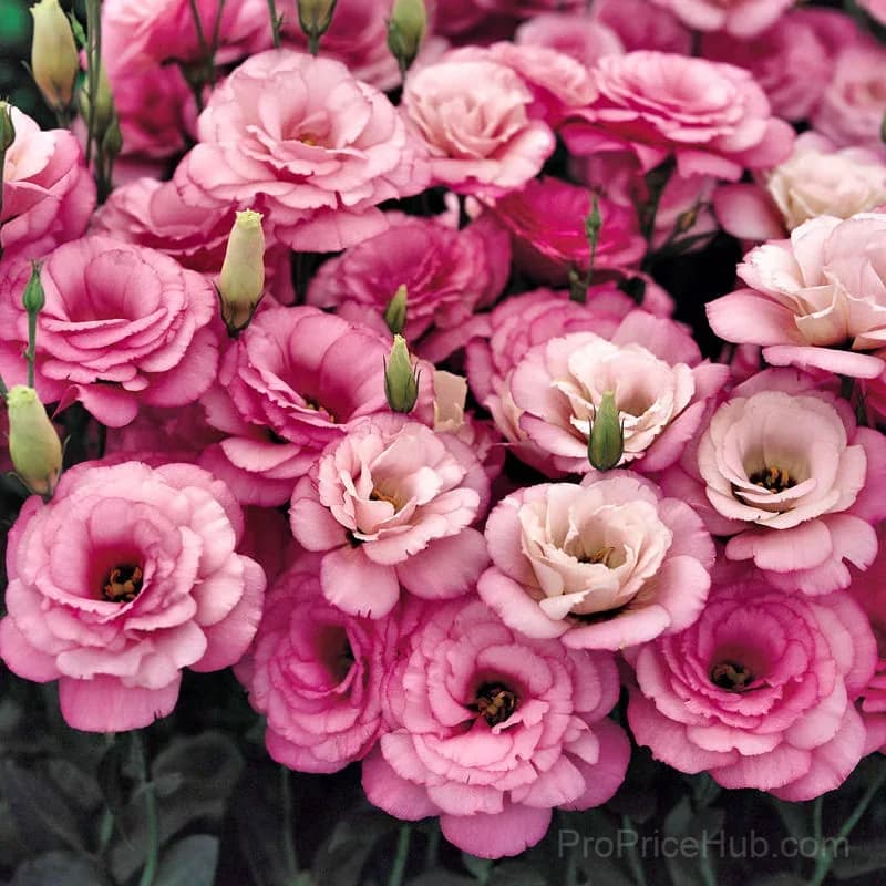 50 Mixed Color Lisianthus Seeds with 12-Day Germination - View 35