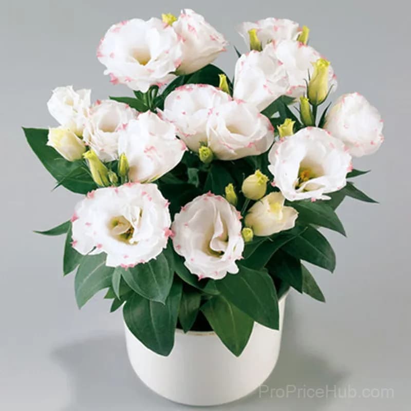 50 Mixed Color Lisianthus Seeds with 12-Day Germination - View 36