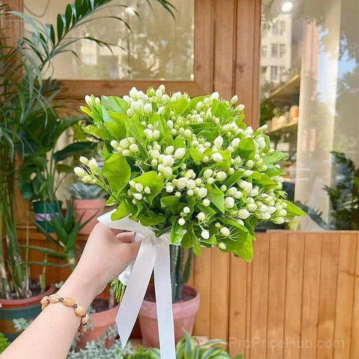Double Jasmine Seeds – Double-Flowered Variety for Garden - View 16