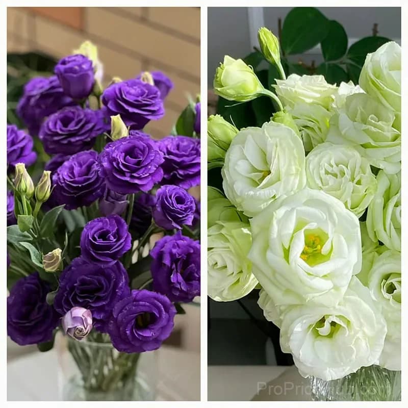 50 Mixed Color Lisianthus Seeds with 12-Day Germination - View 25