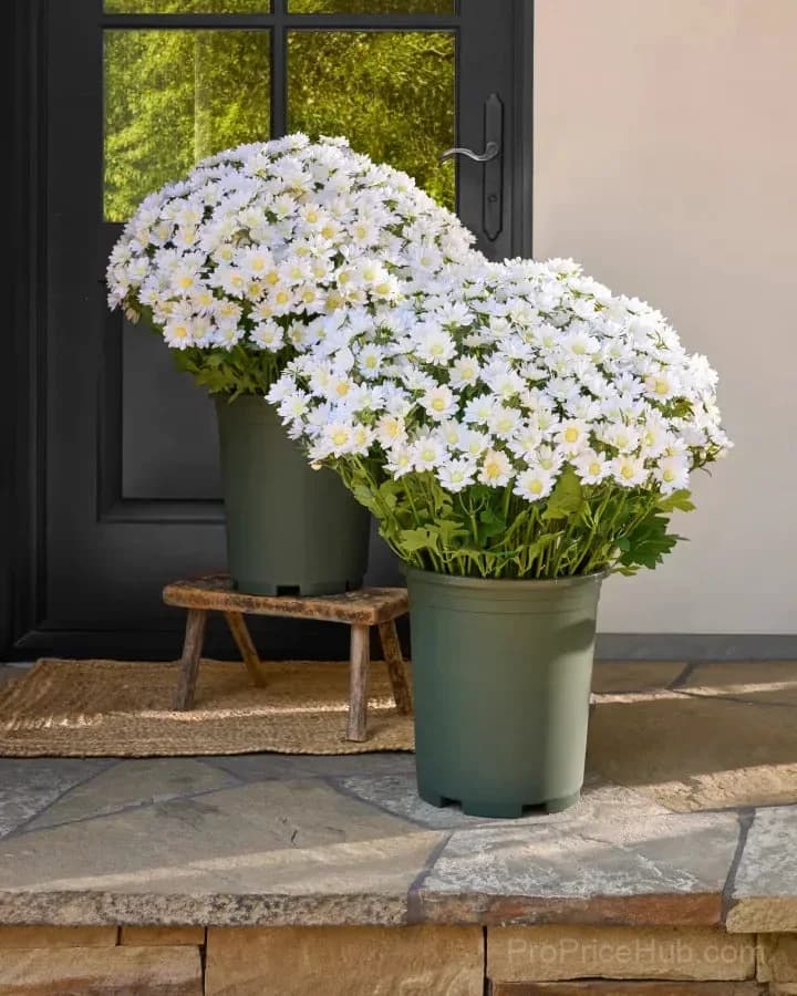 Artificial Outdoor Sunset Mums – UV-Resistant & Weatherproof - View 12