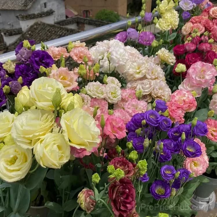 50 Mixed Color Lisianthus Seeds with 12-Day Germination - View 14