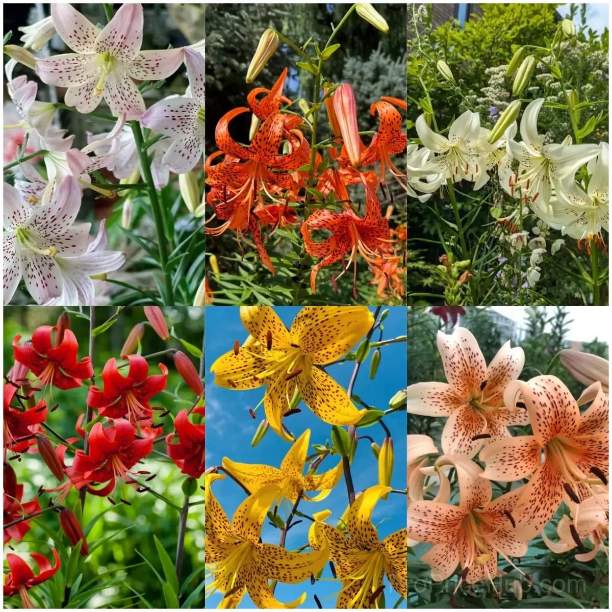 Rare Tiger Lily Bulbs - View 1