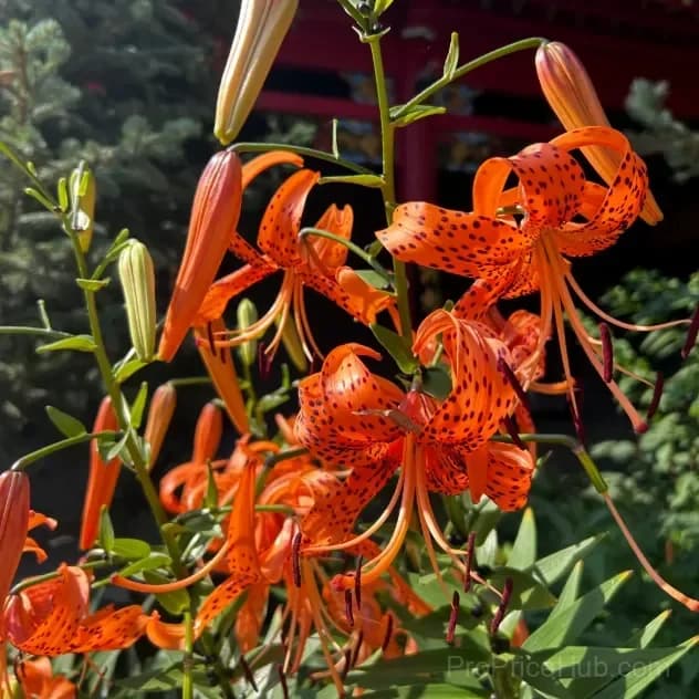 Rare Tiger Lily Bulbs - View 2