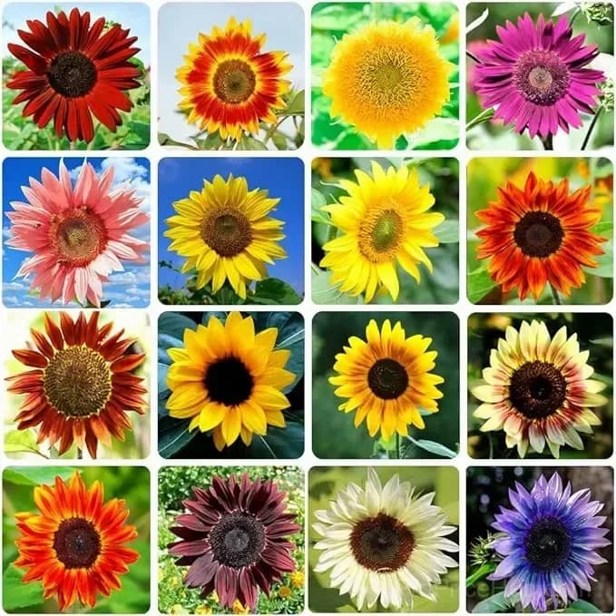 Sunflower Seeds for Planting - Sunshine Variety - View 1
