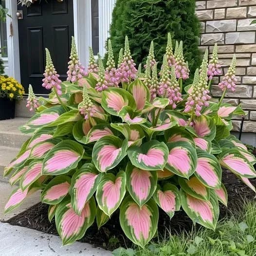 Shade & Cold Tolerant Hosta Seeds - View 3