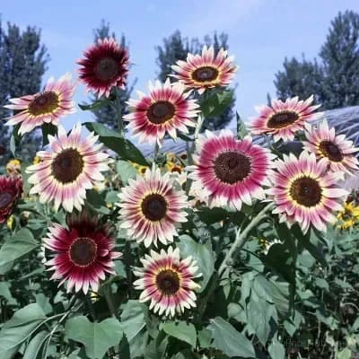 Sunflower Seeds for Planting - Sunshine Variety - View 2