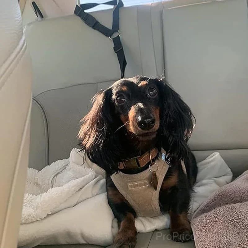 2-in-1 Dog Car Seat Belt & Walking Leash - View 8