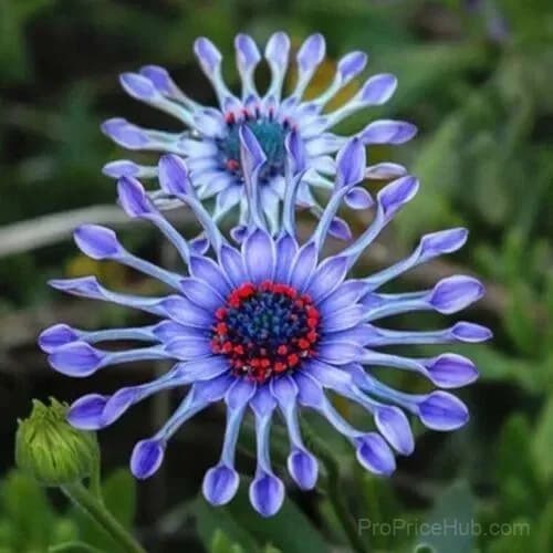 20 Rare Blue Daisy Flower Seeds for Garden Planting - View 1