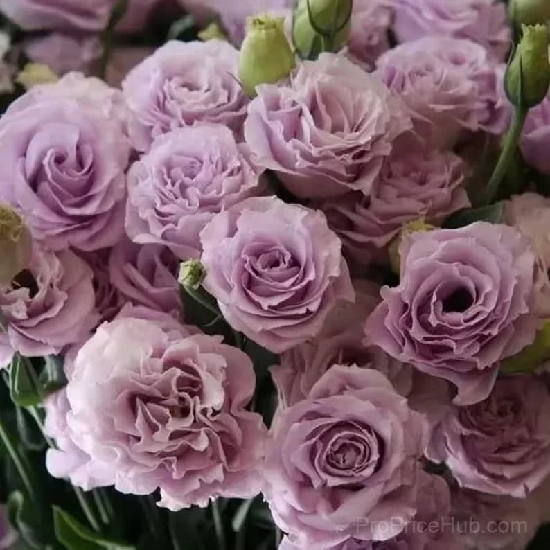 50 Mixed Color Lisianthus Seeds with 12-Day Germination - View 33