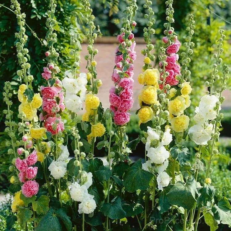 Rare Double Hollyhock Seeds - View 1
