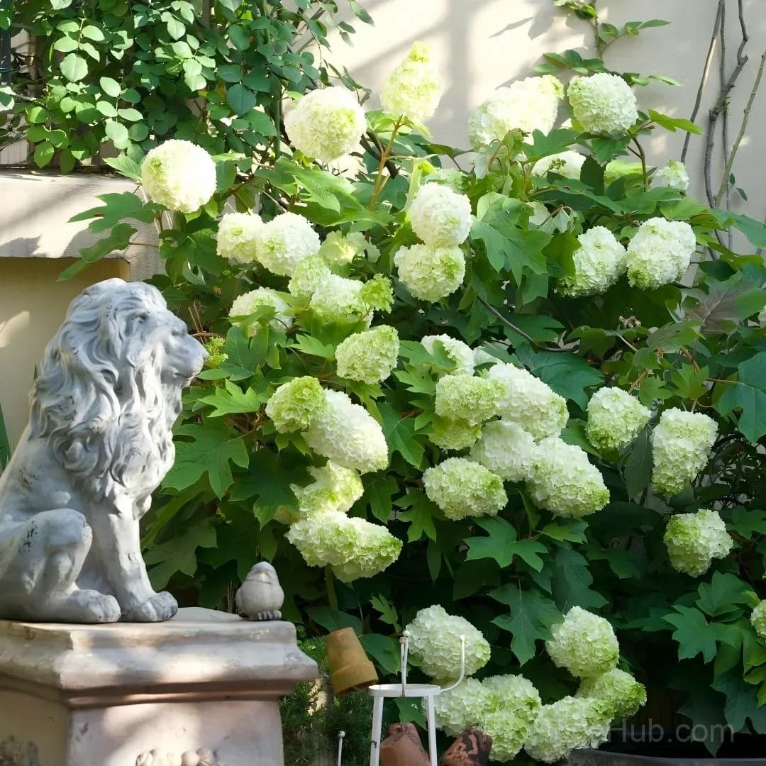 Oakleaf Hydrangea Seeds - Four Seasons of Changing Beauty - View 1