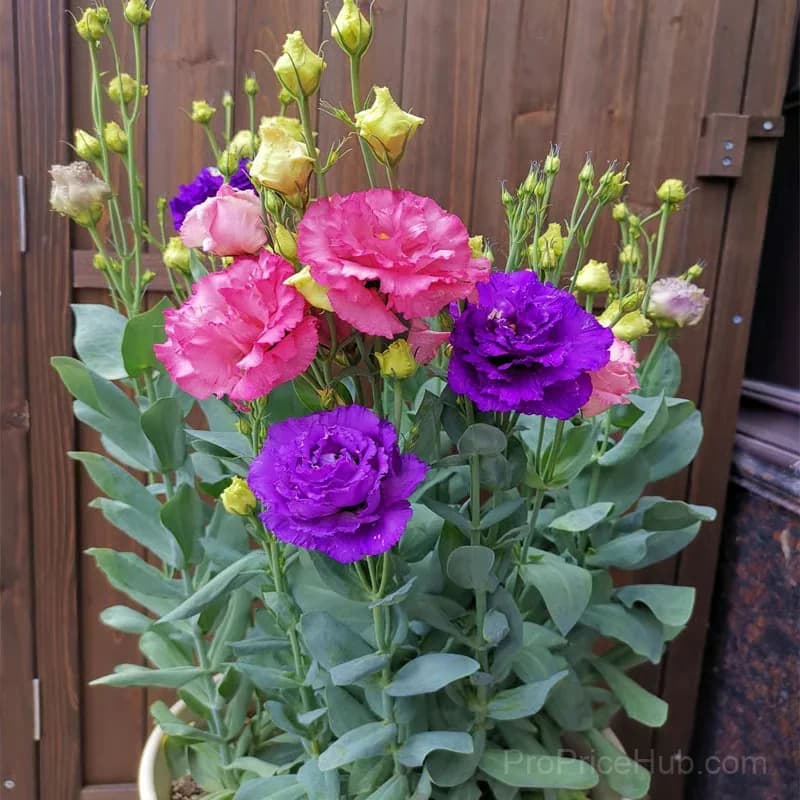 50 Mixed Color Lisianthus Seeds with 12-Day Germination - View 9