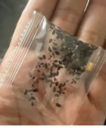 50 Mixed Color Lisianthus Seeds with 12-Day Germination - View 44