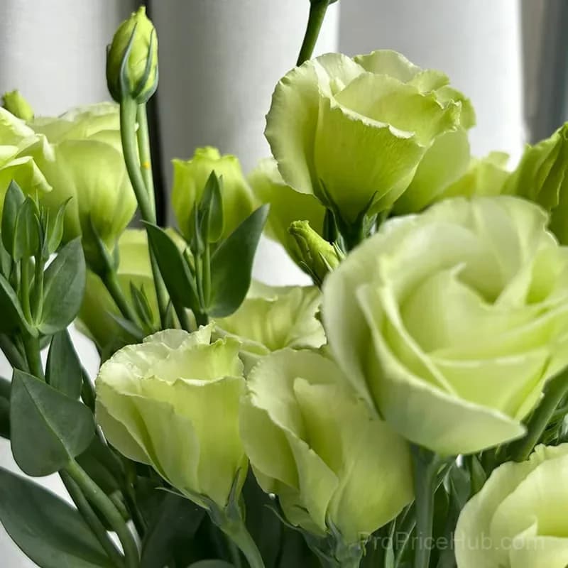 50 Mixed Color Lisianthus Seeds with 12-Day Germination - View 21