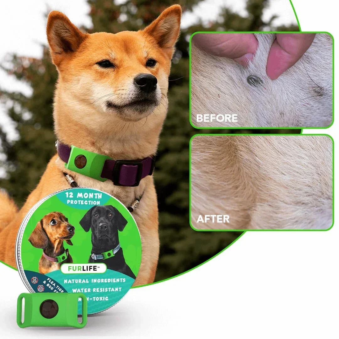 12-Month Flea & Tick Protection for Dogs - Main