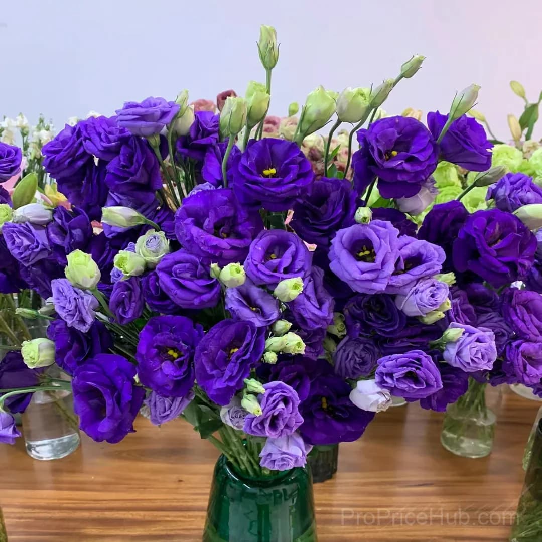 50 Mixed Color Lisianthus Seeds with 12-Day Germination - View 12