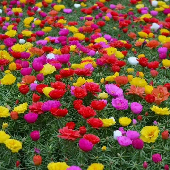 5000+ Four Season Mixed Moss Rose Seeds - View 3